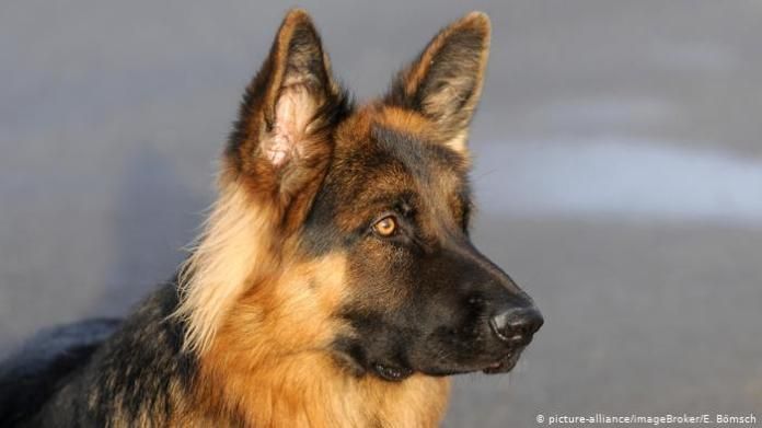 German Shepherd Dog (picture-alliance / imageBroker / E. Bömsch)
