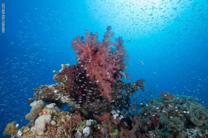 In Saudi Arabia ... Learn about the hidden treasures in the fourth largest coral reef in the world
