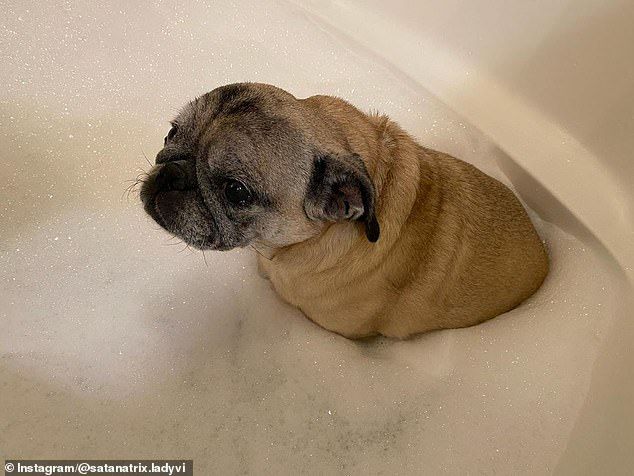 Dixon often publishes pictures of her pug Lily, who lives with her and her husband
