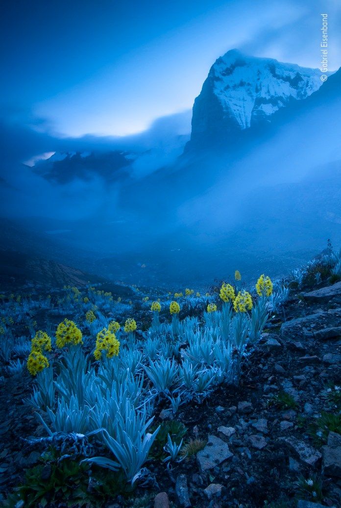 Rare yellow daisies on a cold mountain top.