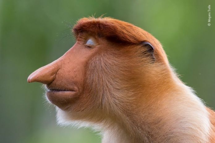 A young male proboscis monkey tilts his head slightly and closes his eyes.