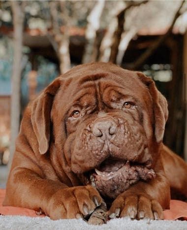 Hulk, the Dogue de Bordeaux of the Messi family.