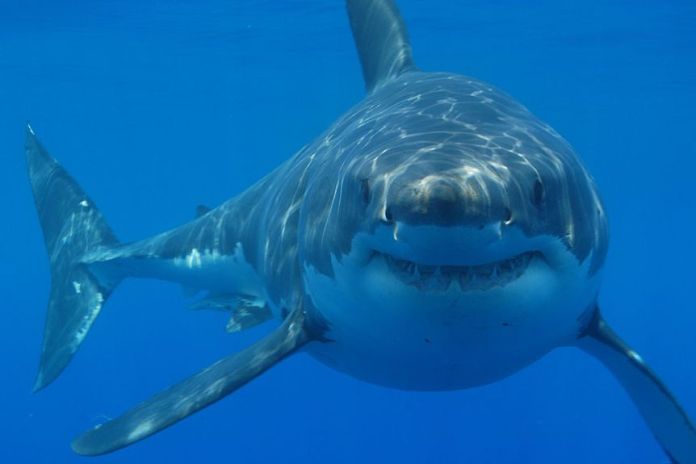 A great white shark underwater.