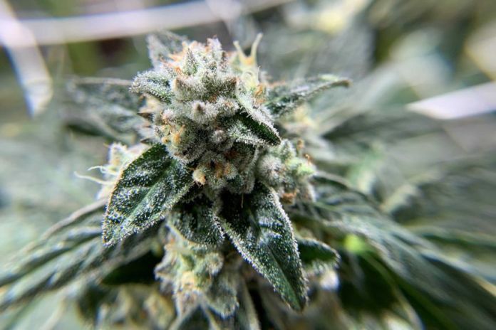 A close-up shot of a cannabis flower that grows in Colorado, USA