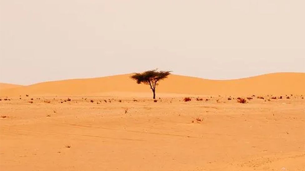Tree in the Sahel Desert