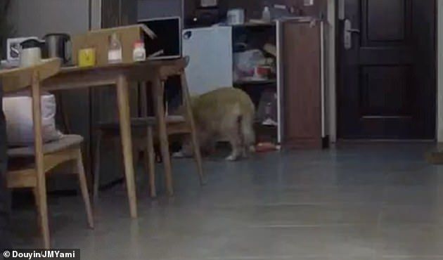 The footage shows the animal parents seemingly frightened walking around the living room as they tried to find a way to comfort their babies. A home security camera captured the delightful scene