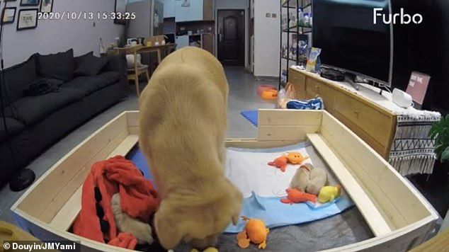 The pet owner, who discovered the footage upon her return, shared the video through Douyin, the Chinese equivalent of TikTok. The Chinese woman from Zhengzhou City said she was surprised and touched to see her golden retriever's reaction to the pups