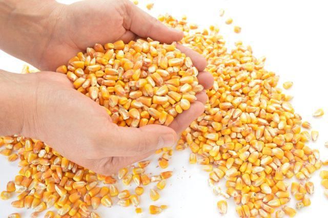 corn grain hands