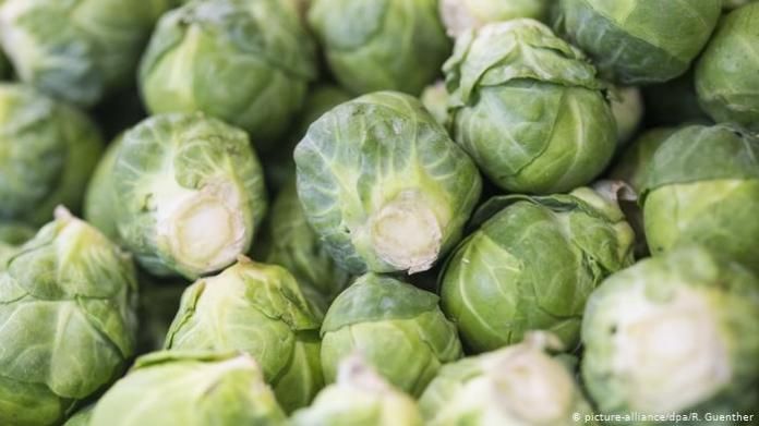 Brussels sprouts (picture-alliance / dpa / R. Guenther)