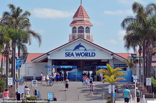 Traditionally, the Gold Coast theme parks employ around 500 seasonal workers during the busy summer season. Pictured: Sea World