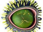 Influenza virus: Antigens (yellow and blue antennae) sit on a double layer of fat that surrounds the genetic material inside. When different types of viruses are mixed together, new genetic material and thus antigens are created. Influenza virus: Antigens (yellow and blue antennae) sit on a double layer of fat that surrounds the genetic material inside. When different types of viruses are mixed together, new genetic material and thus antigens are created.