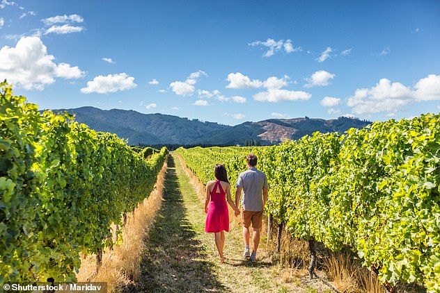 New Zealand will be in no hurry to open the country to international tourists. Pictured: a vineyard in New Zealand