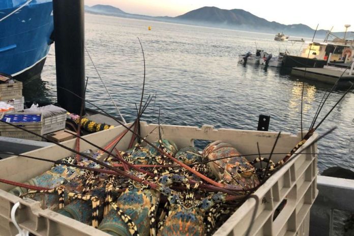 Crate of lobsters with sea and mountains in the background