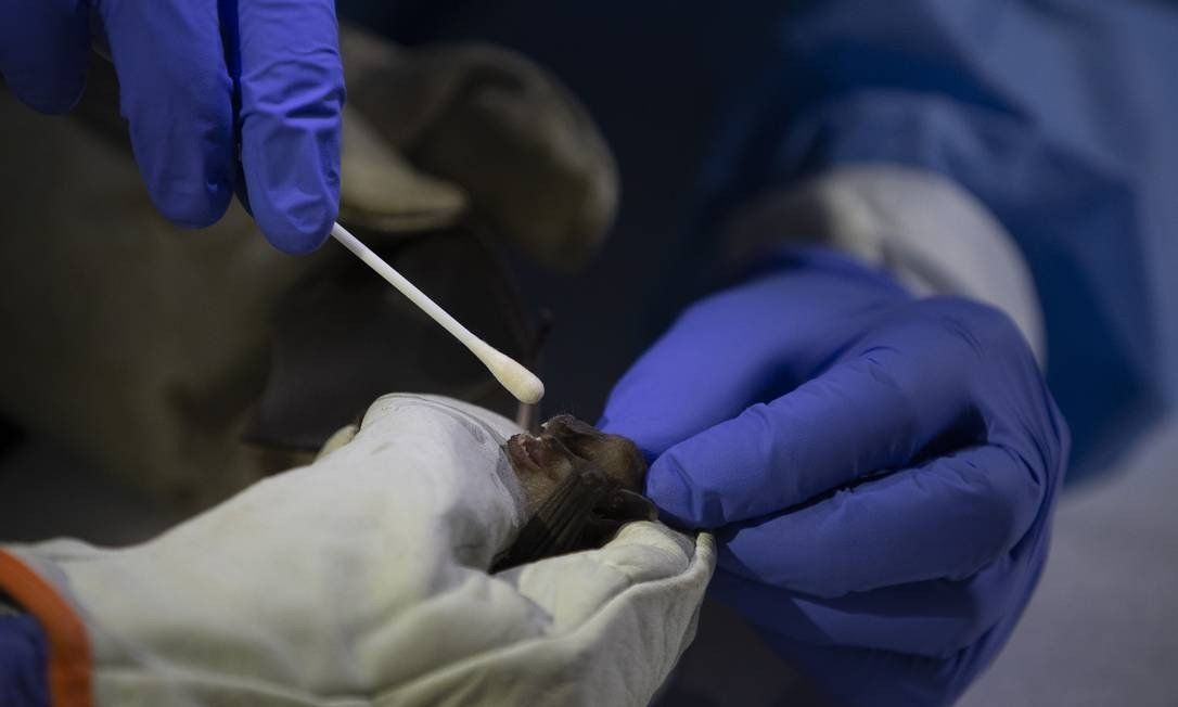 Bat has a sample collected by researchers from Fiocruz. Brazil is the richest country in the world in bat species. In Rio de Janeiro alone, 50 have already been registered Photo: Márcia Foletto / Agência O Globo