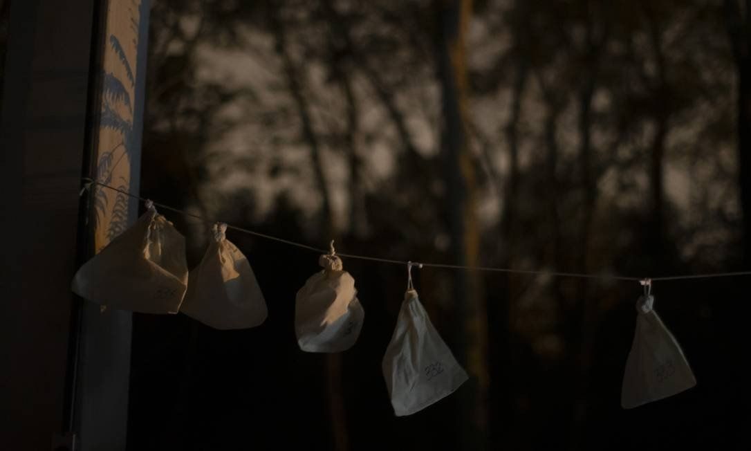Once captured and placed in cloth bags, the bats are weighed, have material collected, are registered and released Photo: Márcia Foletto / Agência O Globo