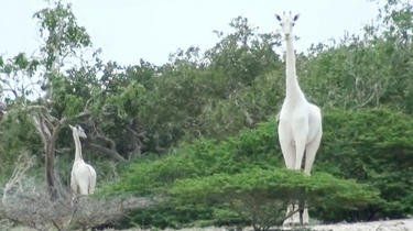 The whiteness of this giraffe had toured the world in 2017