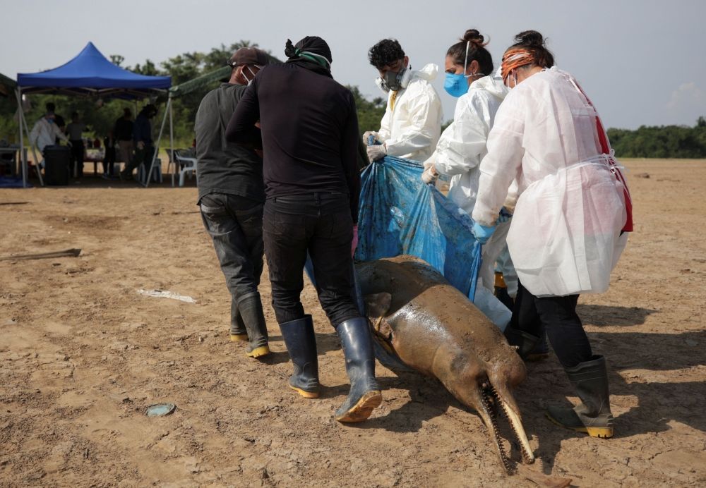 Researchers from the Mamiraua Institute for Sustainable Development retrieve a dead dolphin from the Tefe lake. — Reuters pic