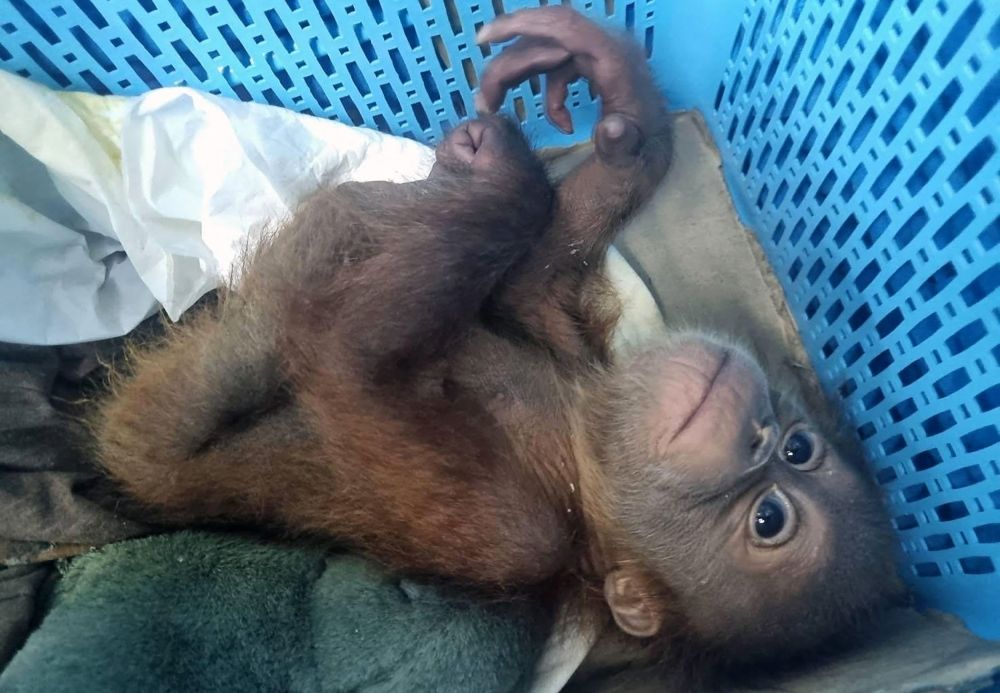This handout photo taken on May 14 and released by the Central Investigation Bureau of the Royal Thai Police shows a rescued orangutan baby in a plastic basket in Bangkok. — AFP pic