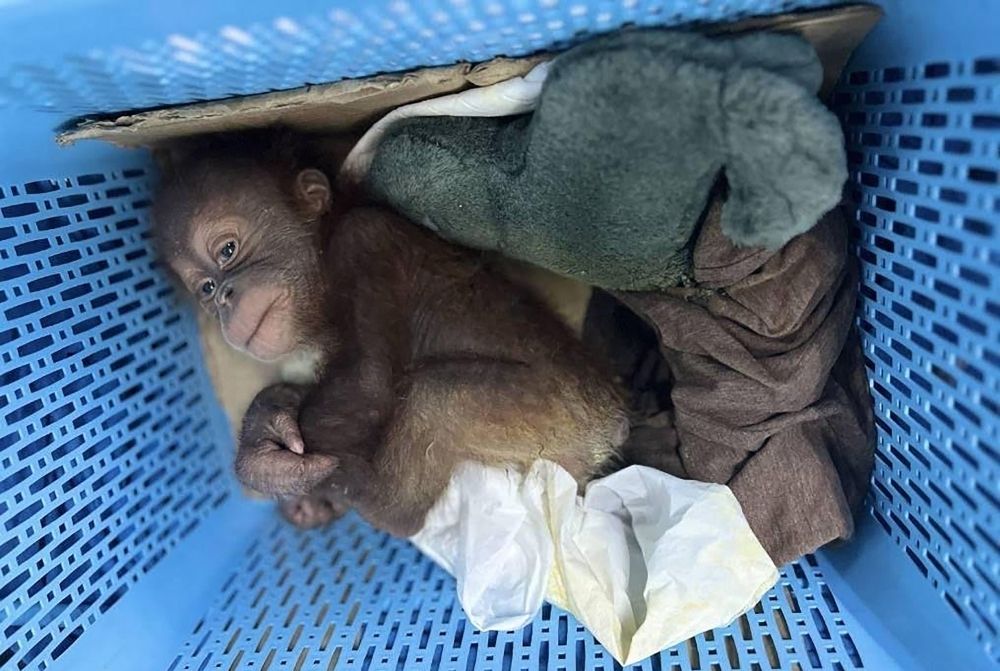 Thai man arrested for smuggling baby orangutans, worth RM38,000 each This handout photo taken on May 14 and released by the Central Investigation Bureau of the Royal Thai Police shows a rescued orangutan baby in a plastic basket in Bangkok. — AFP pic