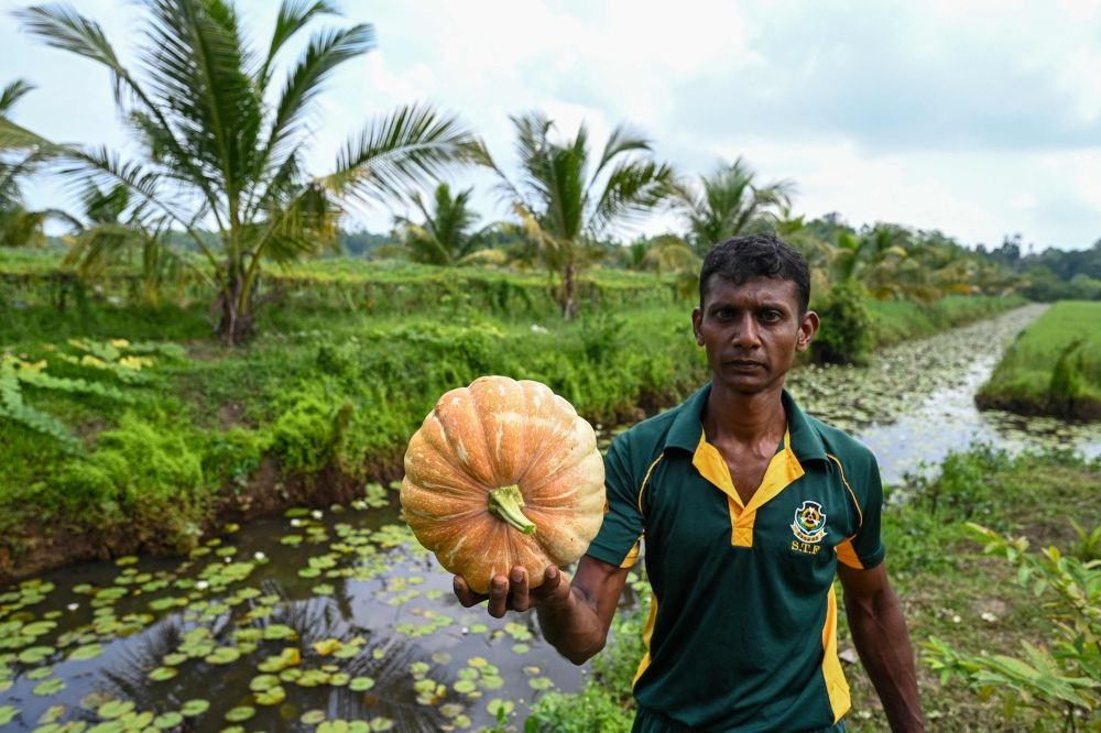 In this picture taken on March 28, 2025, a Sri Lankan Special Task Force (STF) soldier holds a pumpkin at a plantation in their model farm at Katukurunda. The members of the elite Sri Lankan police unit are tasked to grow coconut palms and a wide variety of fruits and vegetables in a paddy declared dead 40 years ago due to salt water contamination. — AFP pic