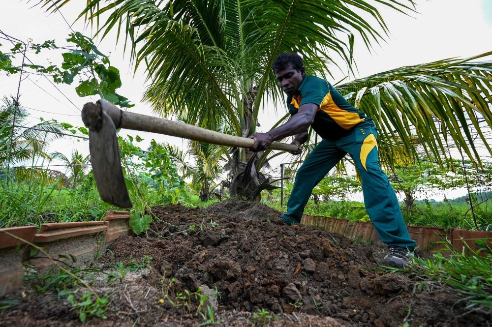 The members of the elite Sri Lankan police unit are tasked to grow coconut palms and a wide variety of fruits and vegetables in a paddy declared dead 40 years ago due to salt water contamination. — AFP pic