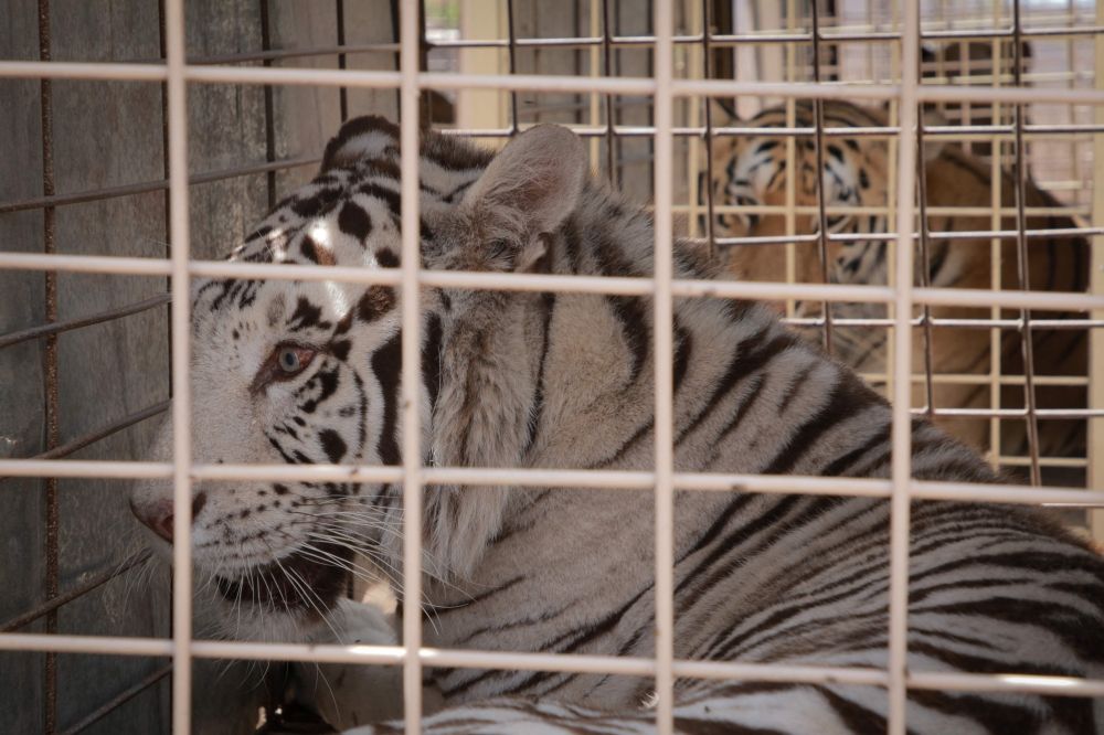 A tiger is pictured as it is relocated to a ranch on the coast from Culiacan, Sinaloa state, Mexico May 20, 2025. — AFP pic