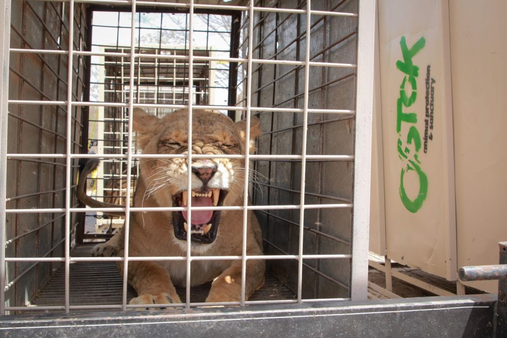 A lion is pictured as it is relocated to a ranch on the coast from Culiacan, Sinaloa state, Mexico May 20, 2025. — AFP pic