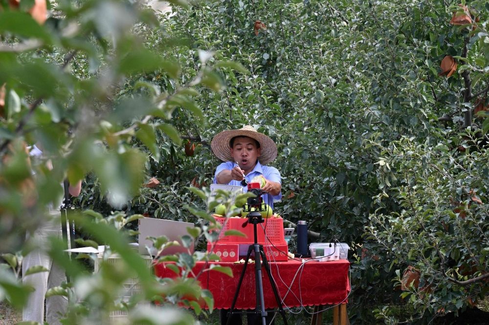 A participant of a “hands-on livestreaming bootcamp” for farmers conducting a sales presentation at an apple orchard in Penglai, Yantai city, China’s eastern Shandong province June 26, 2025. — AFP PIC