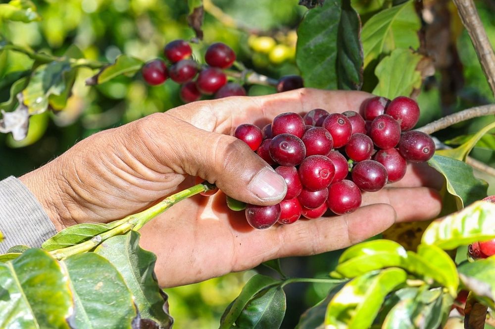 A farmworker checks coffee beans at Rancho Filoso Farm in Santa Paula, California, July 14, 2025. — AFP pic A farmworker checks coffee beans at Rancho Filoso Farm in Santa Paula, California, July 14, 2025. — AFP pic