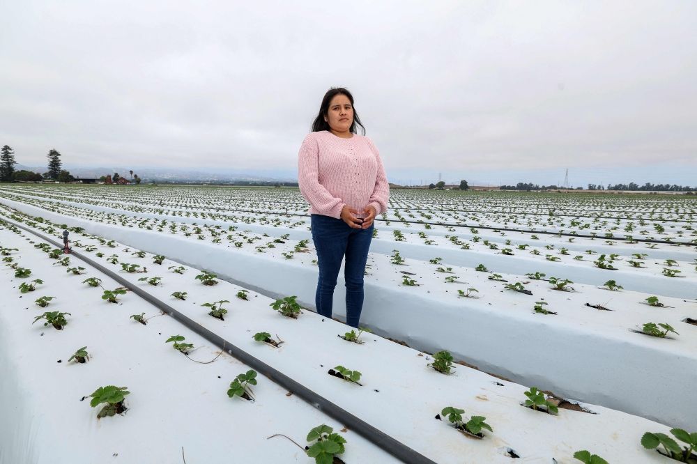 A farmworker poses in the middle of a strawberry field, in Oxnard, California, July 14, 2025. — AFP pic A farmworker poses in the middle of a strawberry field, in Oxnard, California, July 14, 2025. — AFP pic