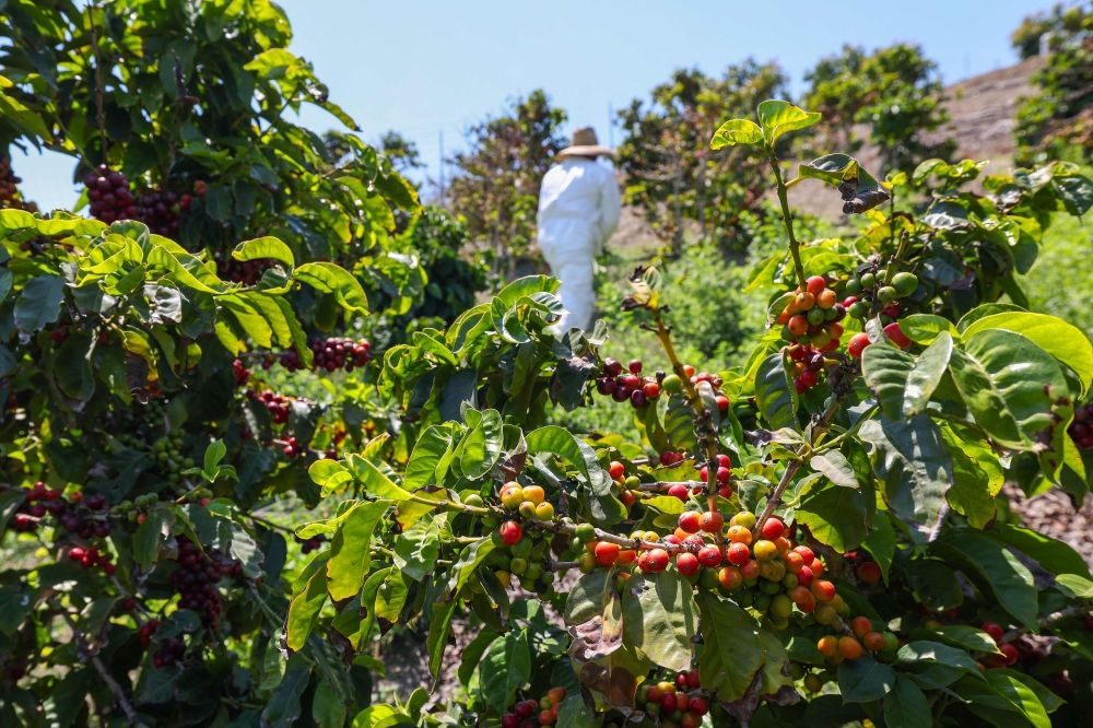 A farmworker checks coffee beans at Rancho Filoso Farm in Santa Paula, California, July 14, 2025. — AFP pic A farmworker checks coffee beans at Rancho Filoso Farm in Santa Paula, California, July 14, 2025. — AFP pic