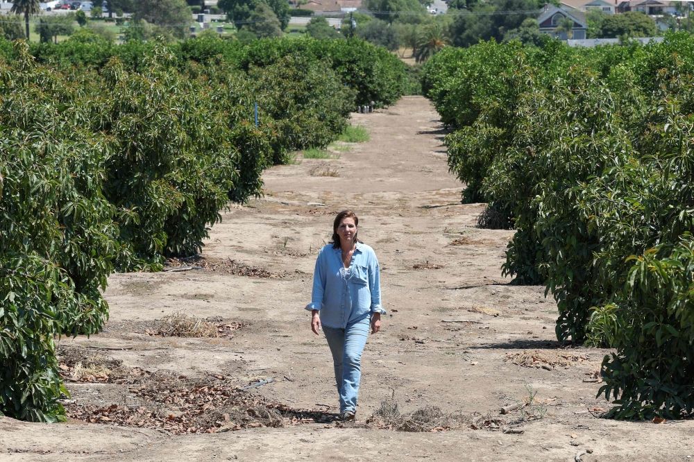 Lisa Tate Soury, owner of Rancho Filoso Farm, poses near avocado trees on her farm in Santa Paula, California, July 14, 2025. — AFP pic Lisa Tate Soury, owner of Rancho Filoso Farm, poses near avocado trees on her farm in Santa Paula, California, July 14, 2025. — AFP pic