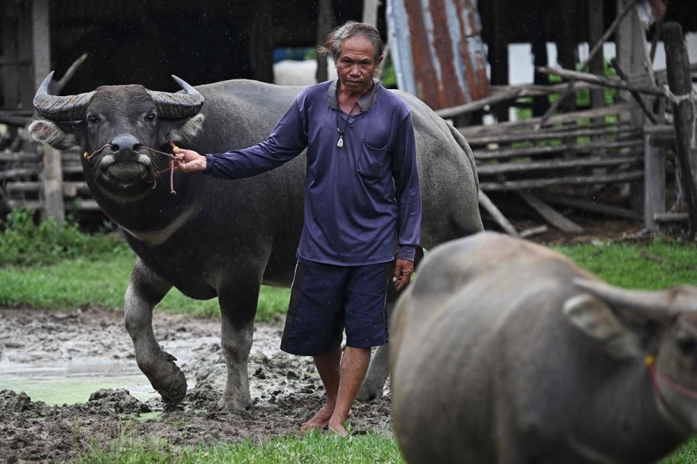 ‘How could I leave these buffaloes?’: As bombs fall, Thai and Cambodian civilians refuse to flee conflict zone to protect homes Farmer Samuan Niratpai tends to buffaloes in his village just 40km away from the Thai-Cambodian conflict zone, where daily strikes have been happening. — AFP pic