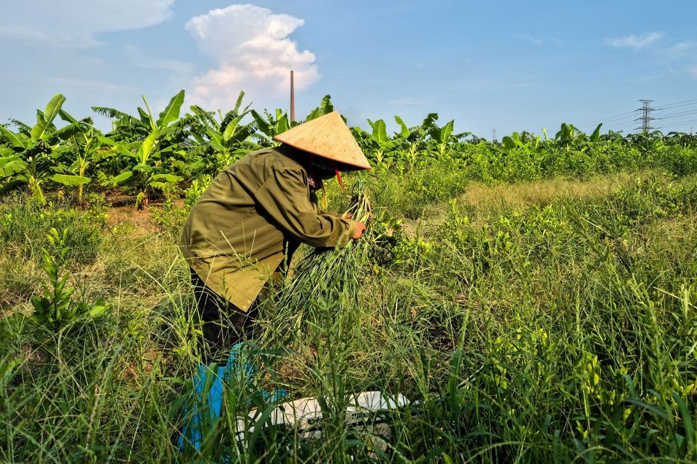 A farmer works at the site designated for a future Trump golf course in Hung Yen province, Vietnam, July 30, 2025. — Reuters pic A farmer works at the site designated for a future Trump golf course in Hung Yen province, Vietnam, July 30, 2025. — Reuters pic