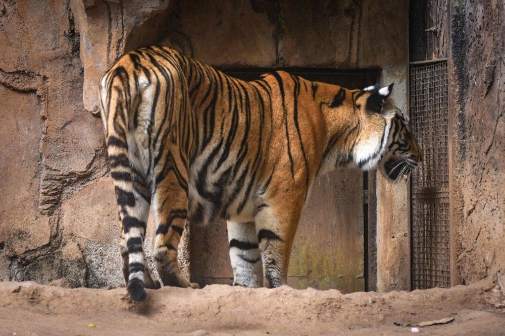 Jelita, a Bengal tigress that gave birth to two cubs Huru and Hara, in July 2025, is seen in its enclosure at Bandung Zoo in Bandung, West Java, Indonesia on March 26, 2026. — AFP pic Jelita, a Bengal tigress that gave birth to two cubs Huru and Hara, in July 2025, is seen in its enclosure at Bandung Zoo in Bandung, West Java, Indonesia on March 26, 2026. — AFP pic