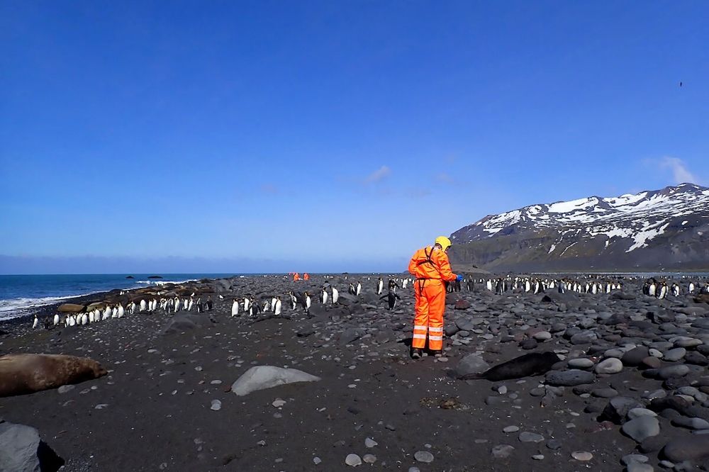 A wildlife team from the Australian Antarctic Program assessing the site of a mass mortality of southern elephant seals on Heard Island killed by a pathogenic strain of bird flu. — Australian Antarctic Division handout photo via AFP A wildlife team from the Australian Antarctic Program assessing the site of a mass mortality of southern elephant seals on Heard Island killed by a pathogenic strain of bird flu. — Australian Antarctic Division handout photo via AFP
