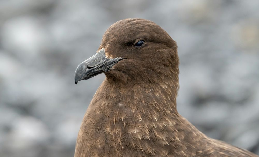 H5 bird flu reaches Australia, completing spread across all continents Australia’s national science agency confirmed the H5 strain of bird flu was found in the brown skua, a migratory seabird. — Unsplash pic