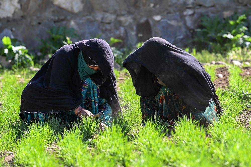 This photograph taken on June 8, 2026 shows Afghan women farmers Habiba (left) and her sister Bibi Jan working at a wheat field in the Eshtiwi village of Afghanistan’s Parun district. — AFP pic This photograph taken on June 8, 2026 shows Afghan women farmers Habiba (left) and her sister Bibi Jan working at a wheat field in the Eshtiwi village of Afghanistan’s Parun district. — AFP pic