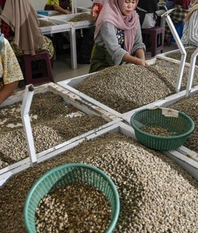 Indonesian coffee takes lead in Egyptian market 