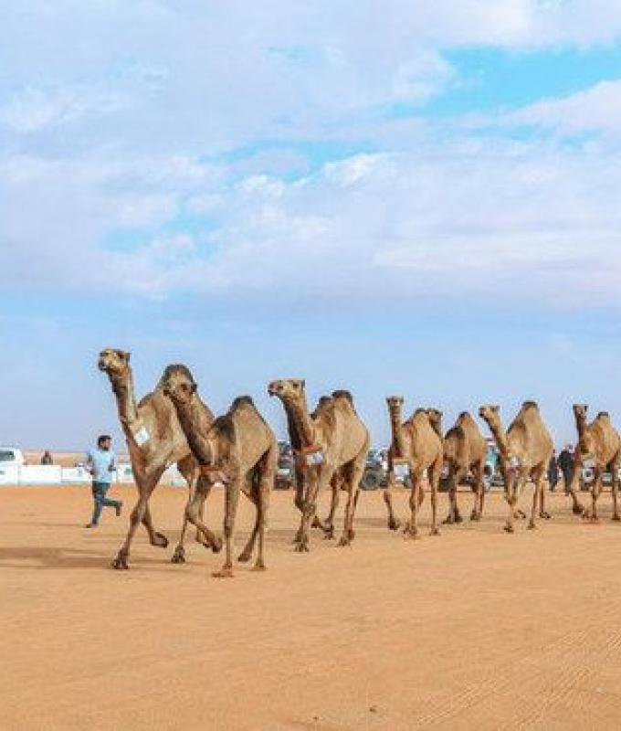 Saudi Arabia takes part in 3rd annual international Camel Parade in Paris