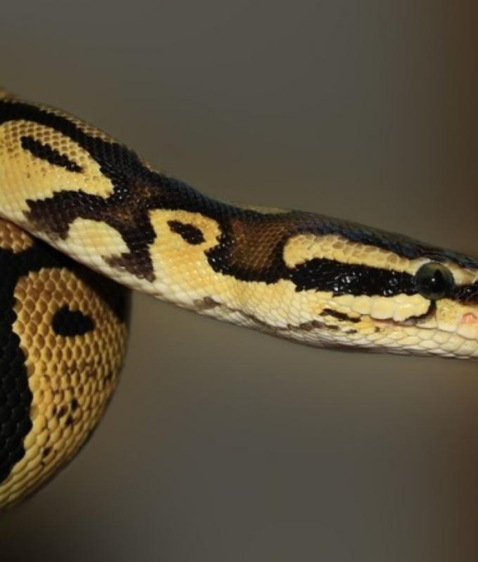 Snakes on a plane, again: India foils third Thailand wildlife smuggling attempt this month