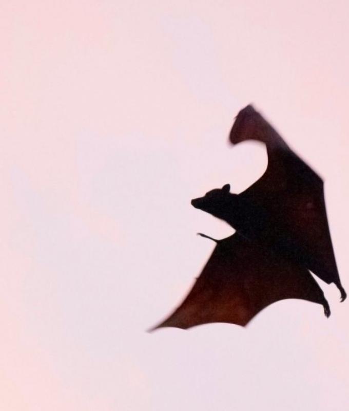 Australian man dies from ‘extremely rare’ bat bite virus