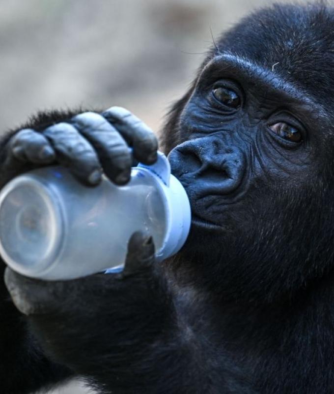Nigerian NGO slams Turkish decision to keep rescued baby gorilla