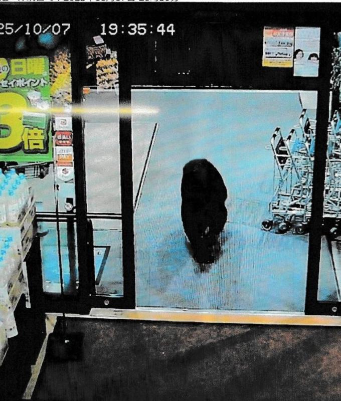 Japanese region asks army to cull bears as attacks spike