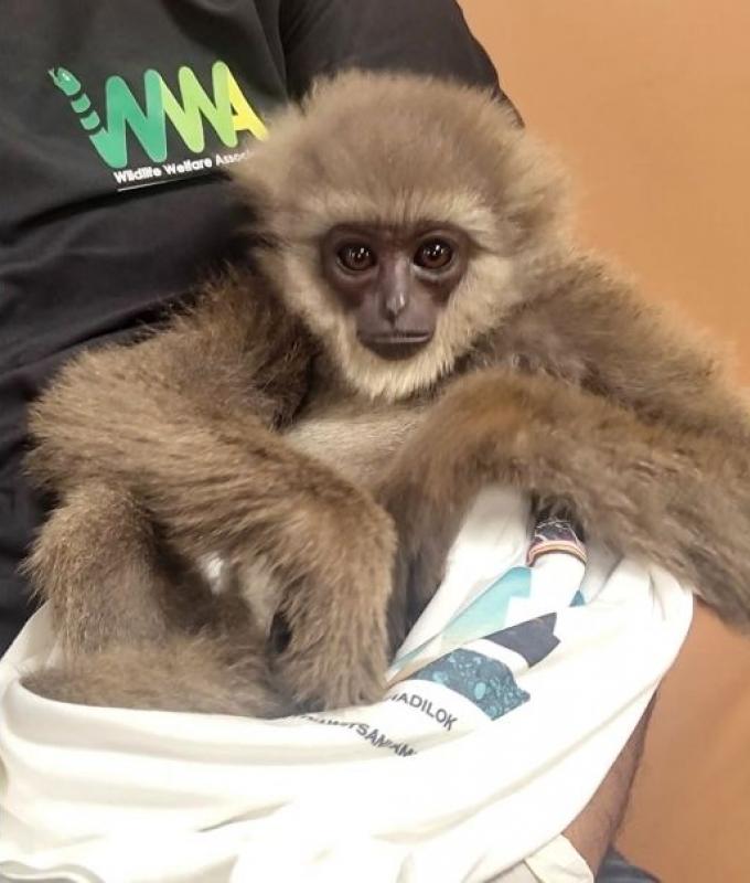 Endangered gibbons found stuffed in passenger’s checked bag at Mumbai airport