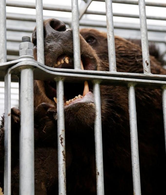 Japan sends troops to combat deadly bear attacks after record 12 deaths since April