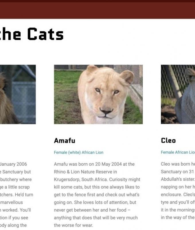 Troubled New Zealand wildlife park to euthanise seven lions