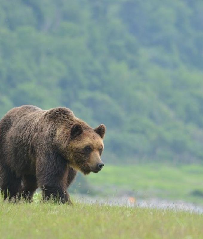 Japan calls in retired police and soldiers to tackle record bear attacks