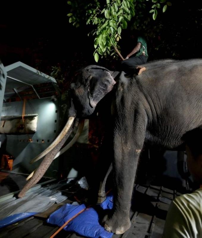 Thailand demands probe into alleged cruelty against two gift elephants held at Sri Lankan temples