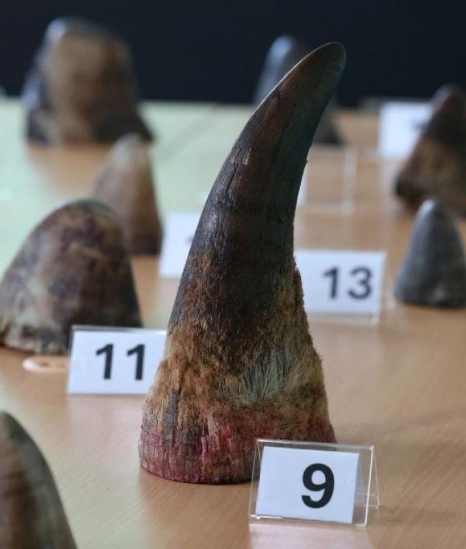 Conservation showdown: Rhino horn, eels and sharks on CITES agenda